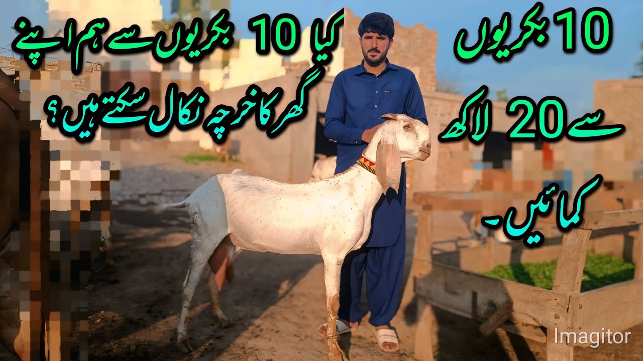 10 بکریوں کی فارمنگ کتنا نفع اور کتنا نقصان #goatfarming#aligoatfarm#nabeelatif