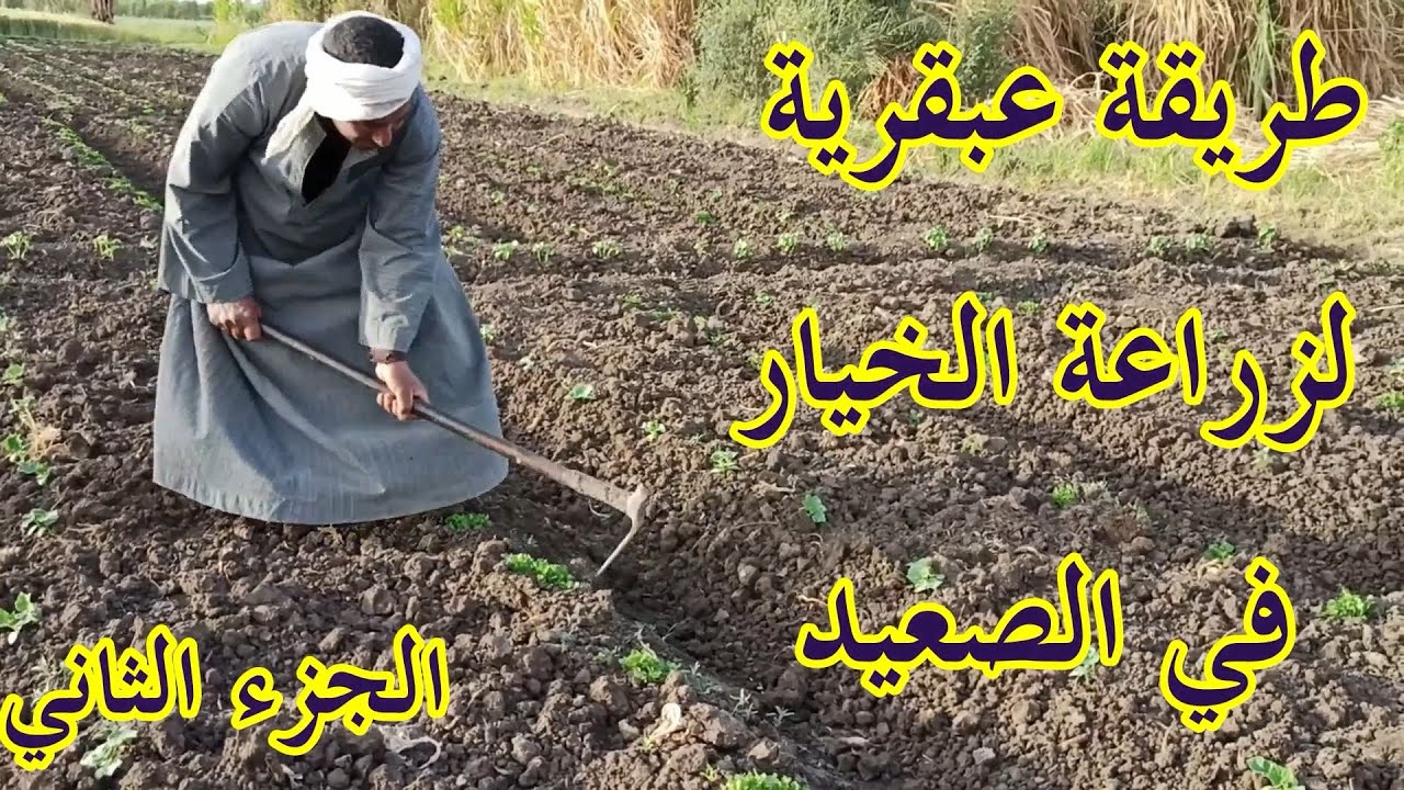 طريقة عبقرية لزراعة الخيار في الصعيد  الجزء الثاني