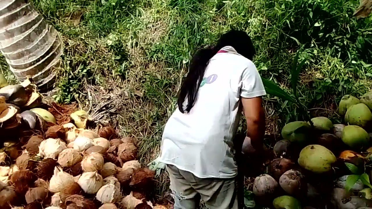 Ganito Ang mga trabaho sa bukid!Magbalat ng Buto!