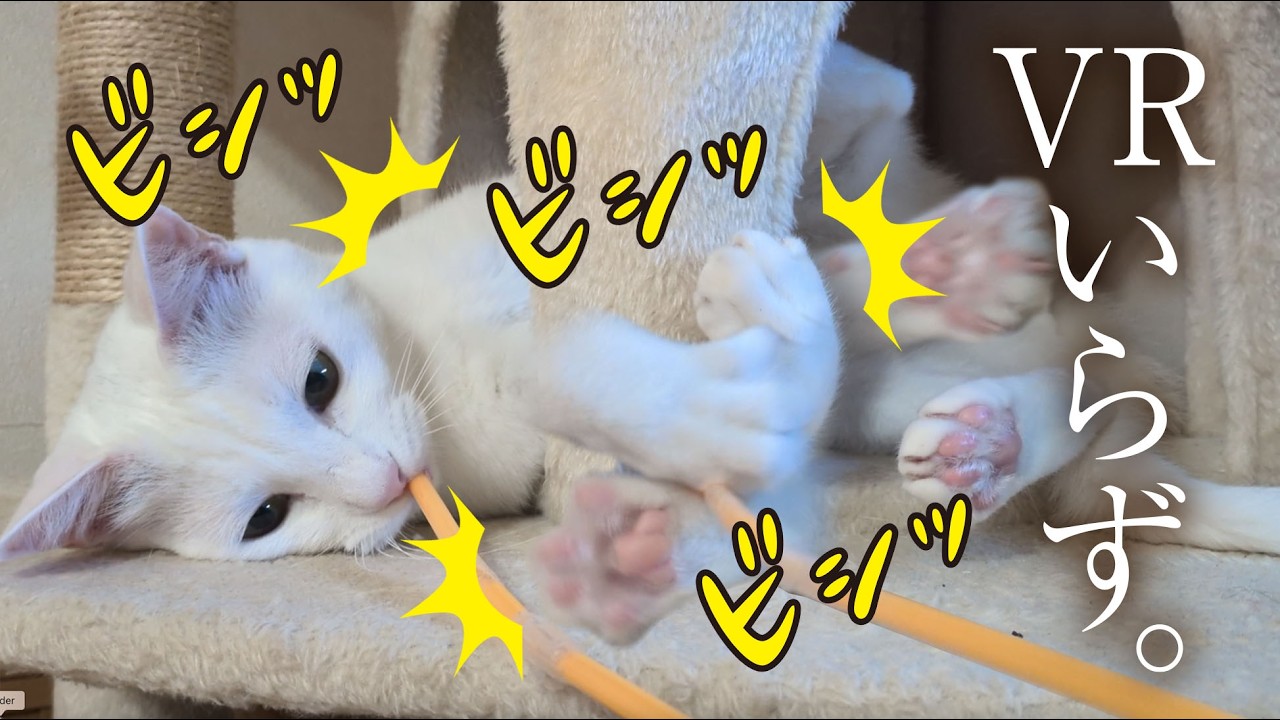 あなた目線で、ただ、猫と遊ぶだけの動画です。