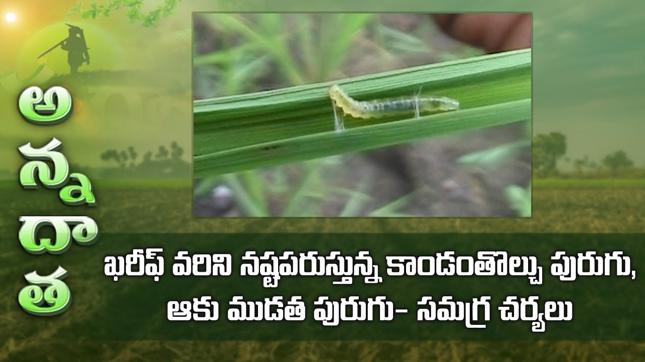 Stem borer & leaf folder damage in kharif paddy | ETV