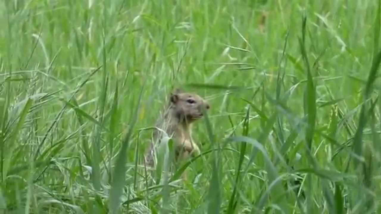 Ground squirrel Mating Call