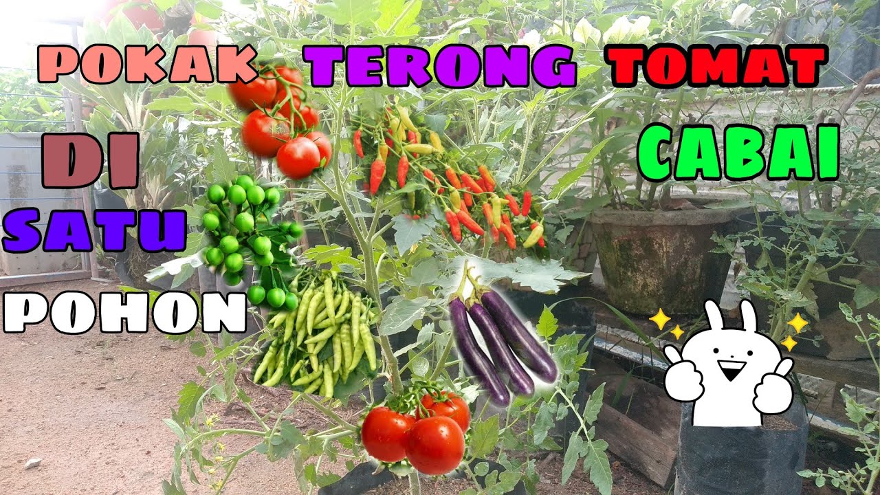 pokak+terong+cabai+tomat 4in1
