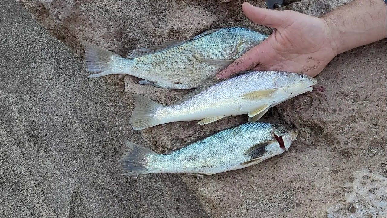 Burriquetas y una Corvina para marcar sus diferencias.