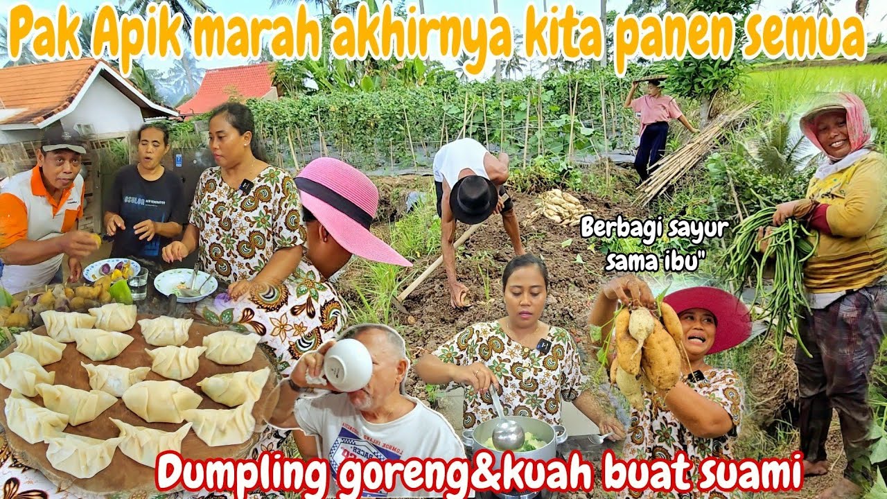 PAK APIK NGAMUK⁉️ PANEN UBI MADU YG TERSISA,,KACANG PANJANG,GAMBAS DLL || MASAK DUMPLING BUAT SUAMI