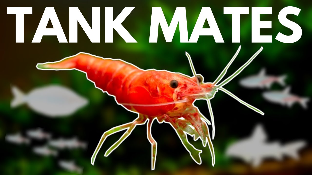 7 BEST Shrimp Tank Mates You Need to Try
