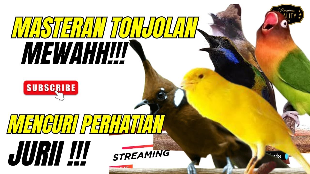 MASTERAN MEWAH 2025! TEMBAKAN KASARAN - AUTO JUARA KALAU MATERI INI MASUK KE MURAI dan CUCAK IJO