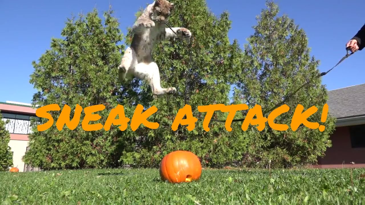 sneak attack - Hudson the Lynx: Pouncing on a Pumpkin