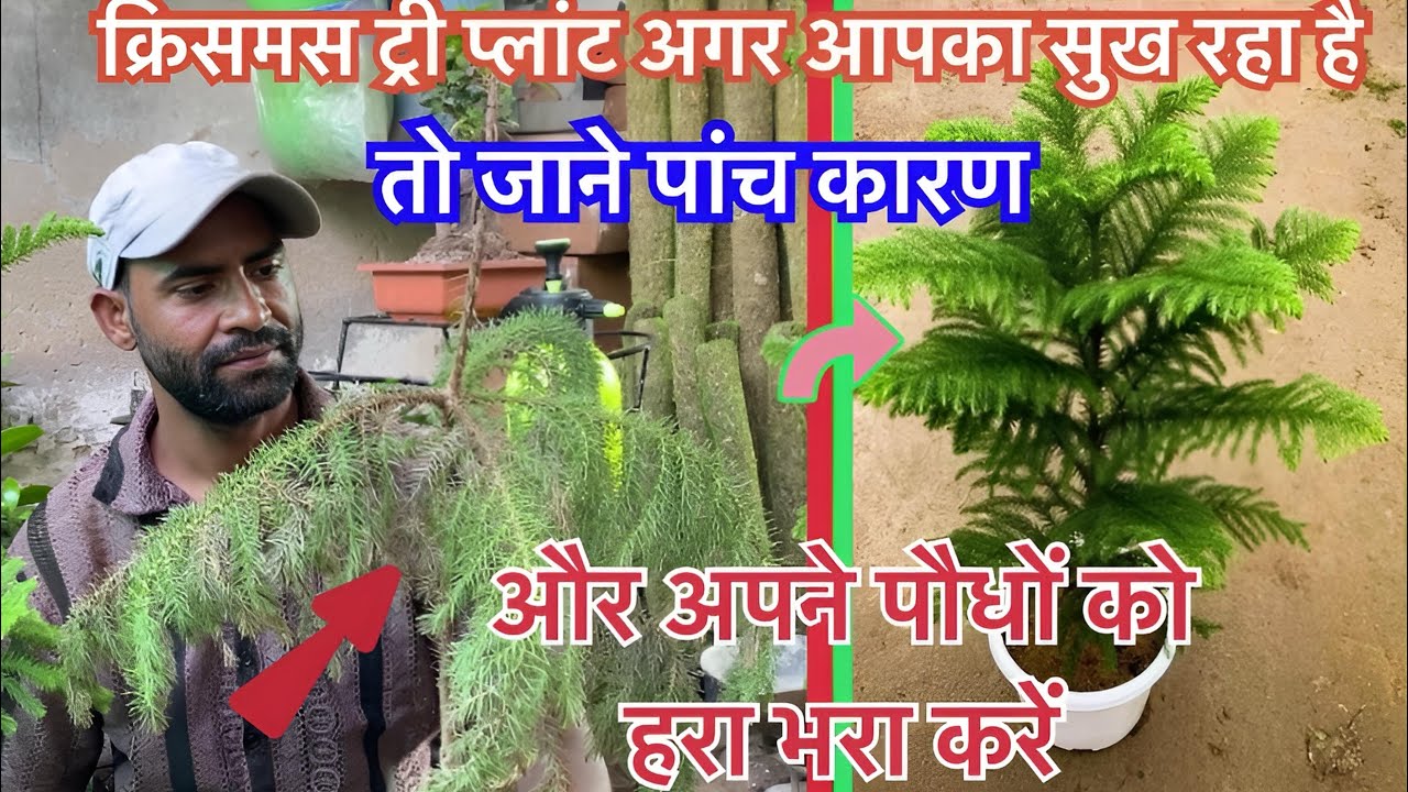 माली से जाने क्रिसमस ट्री क्यों सुख जाता है जाने ऐसे 5 करण और अपने पौधों को हरा भरा करें देख कर समझे