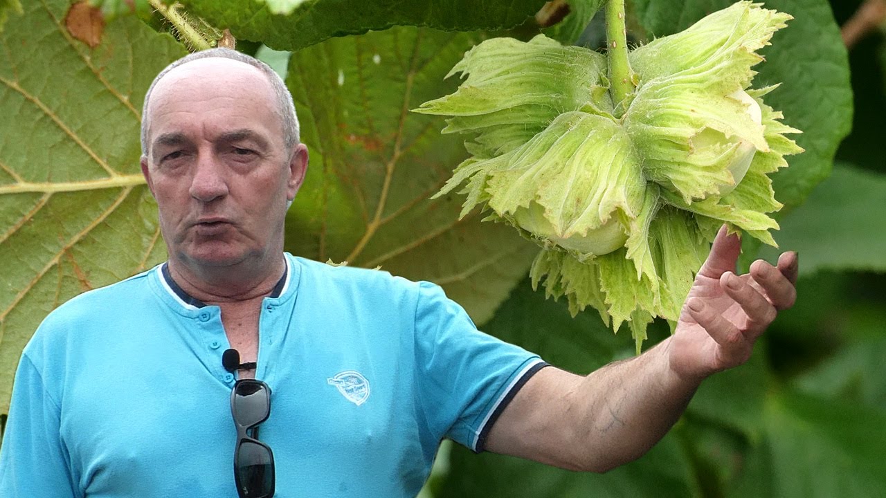 Stotinu sadnica lješnjaka daje godišnju BH penziju