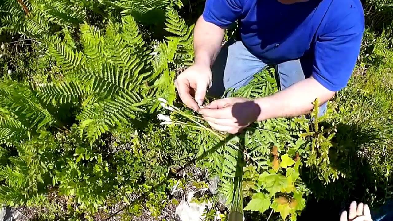 cinnamon fern