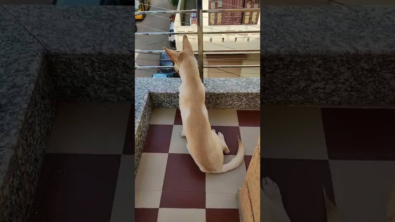 white German shepherd transformation 🐕&zwj;🦺🐕&zwj;🦺