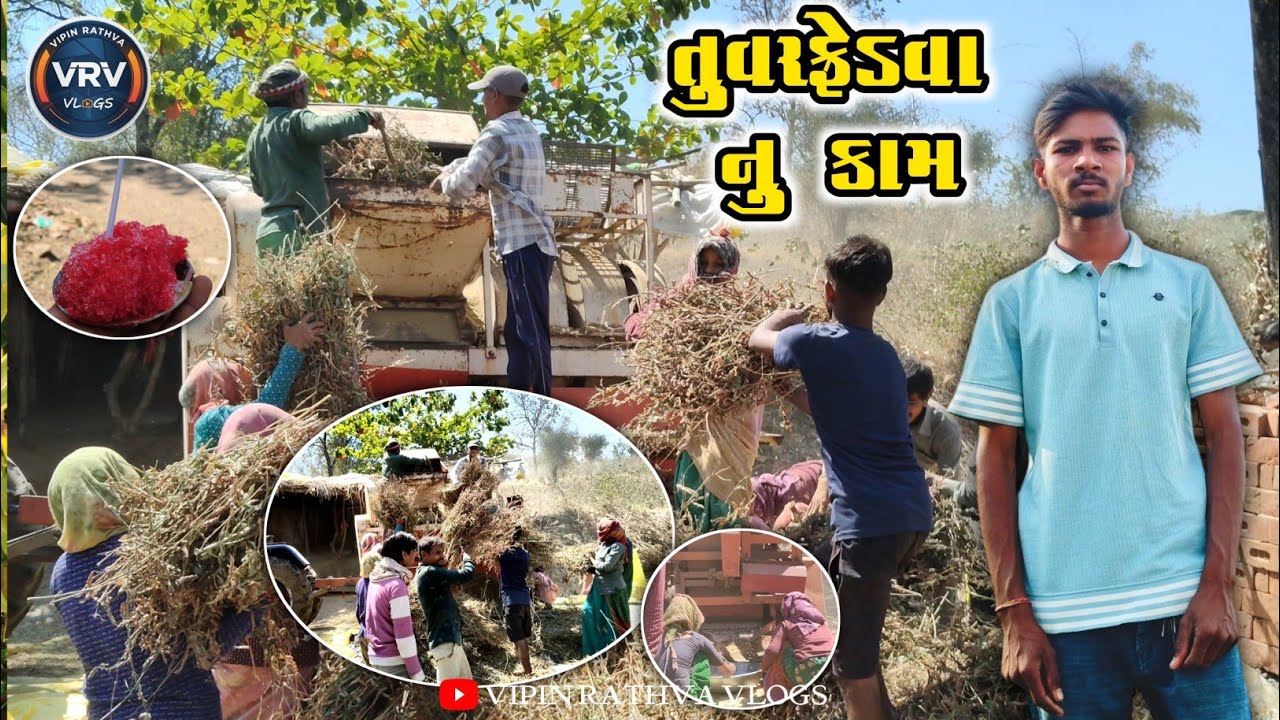 તુવર ફેડવા નુ કામ🫛 kisano ke  kam‼️village life #adivasitribal #kishan #vlog @VipinRathva-w9g 2026 