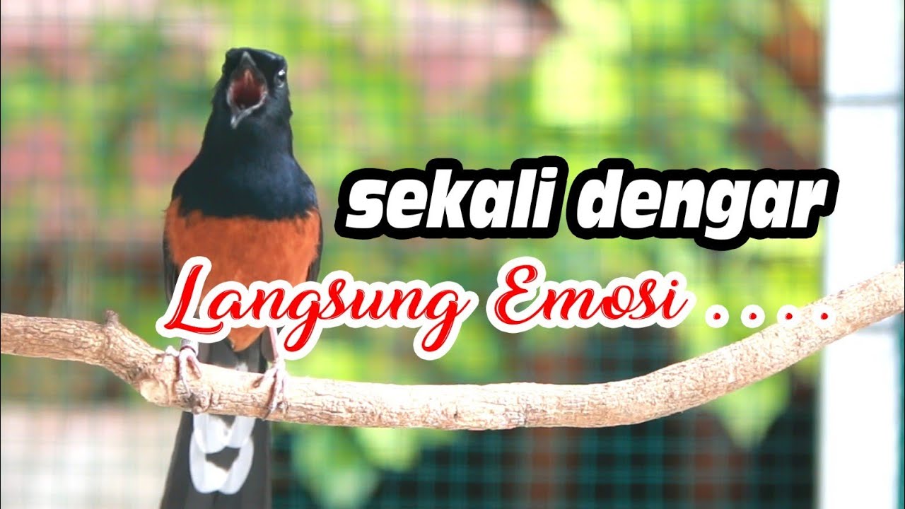 KRETEKAN MURAI BATU MEMANCING EMOSI