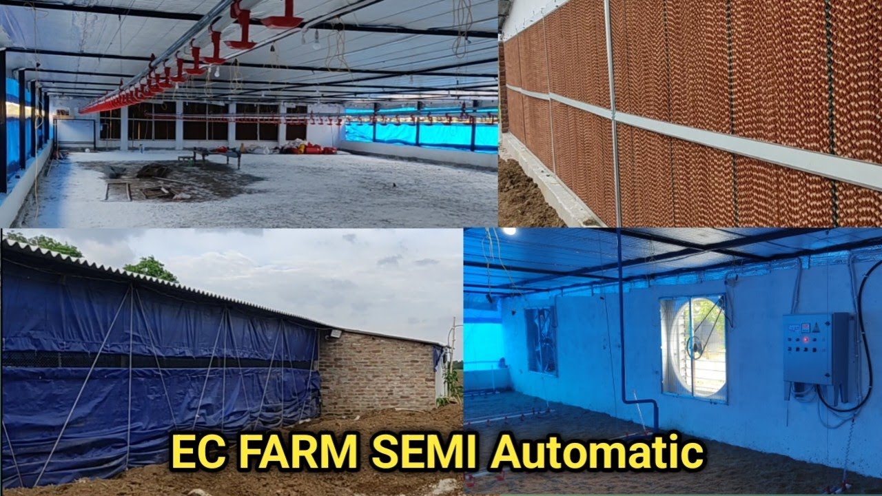 मेरे फर्म का view देखिये | EC FARM SEMI AUTOMATIC #EC #FARM #POLTRYFARM