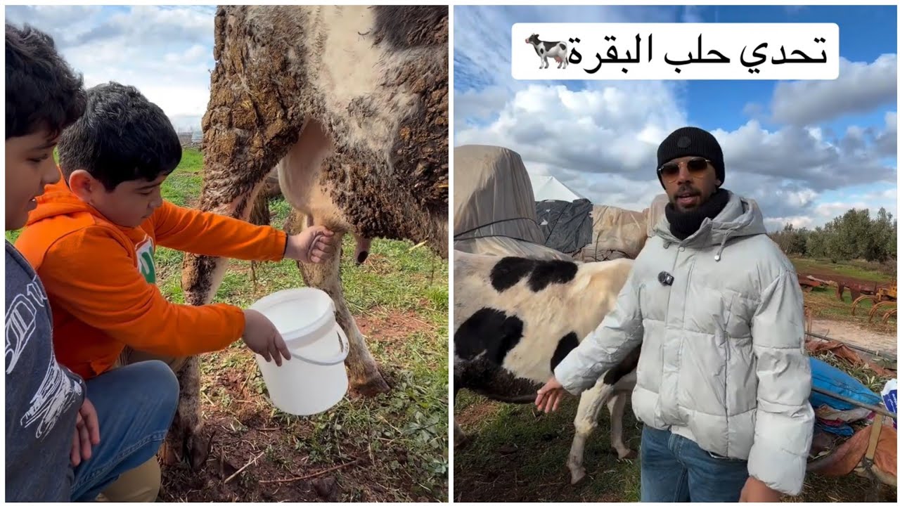 خالد العليان تحدي الخروف وتحدي حلب البقر في المغرب🇲🇦