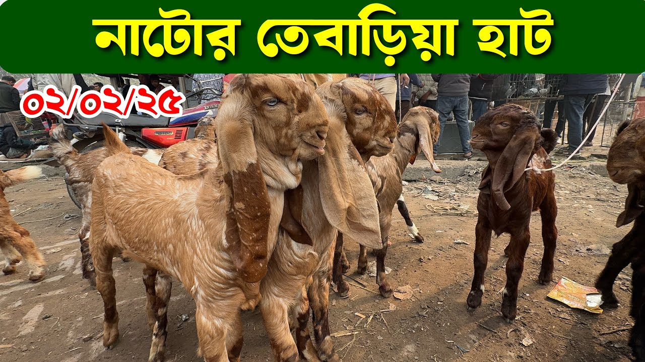 নাটোর তেবাড়িয়া হাটে কেমন দামে ছাগল বিক্রি হচ্ছে