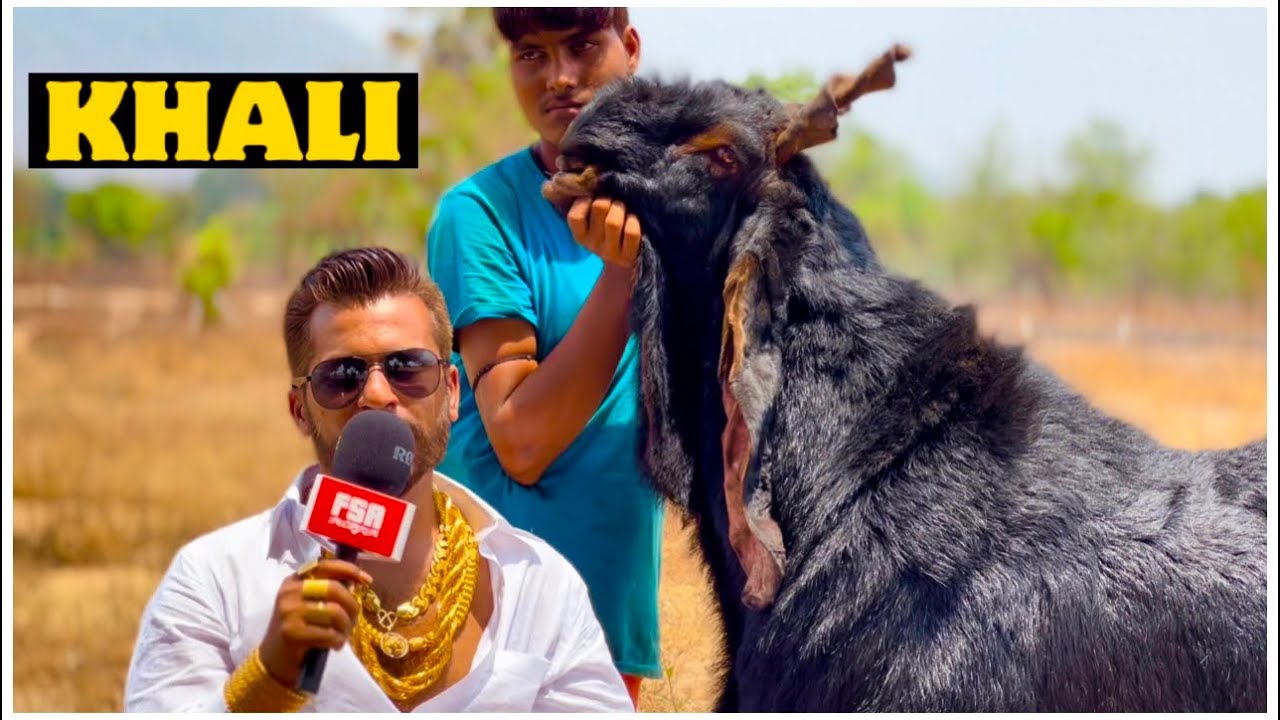 Khali - India’s Best Breeder Quality Kota At MD Goat Farm