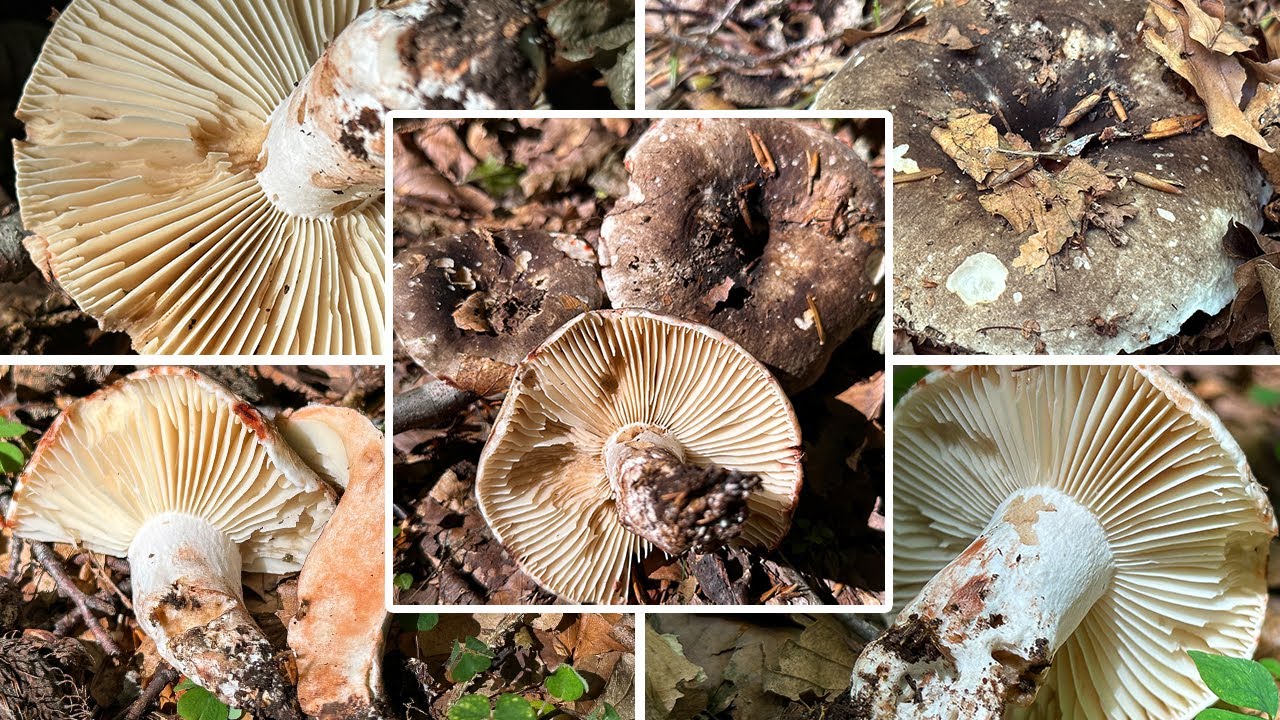 Dickblättriger Schwärztäubling Verwechslung | Dickblättriger Schmutztäubling, Russula nigricans