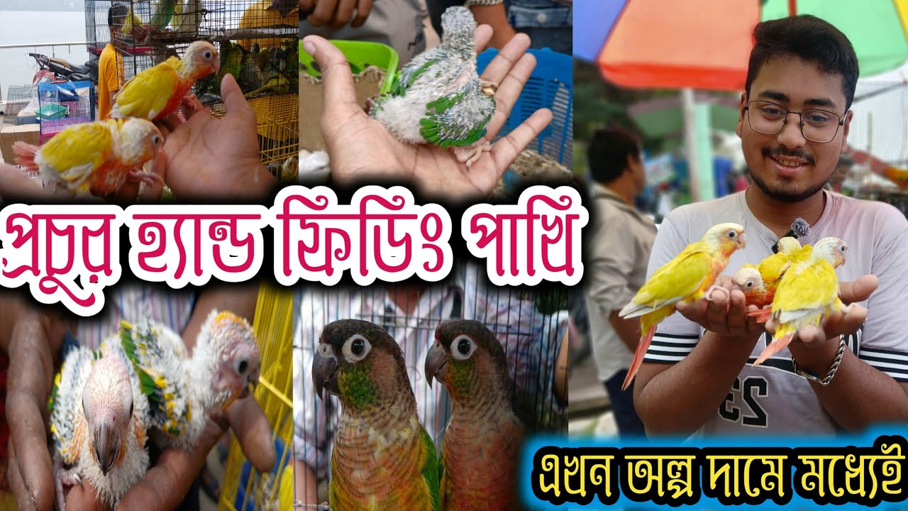 শ্রীরামপুরে হাটে হ্যান্ড টেম পাখি কিনুন সব থেকে কম 😀 serampore pet market  serampore Bird market 
