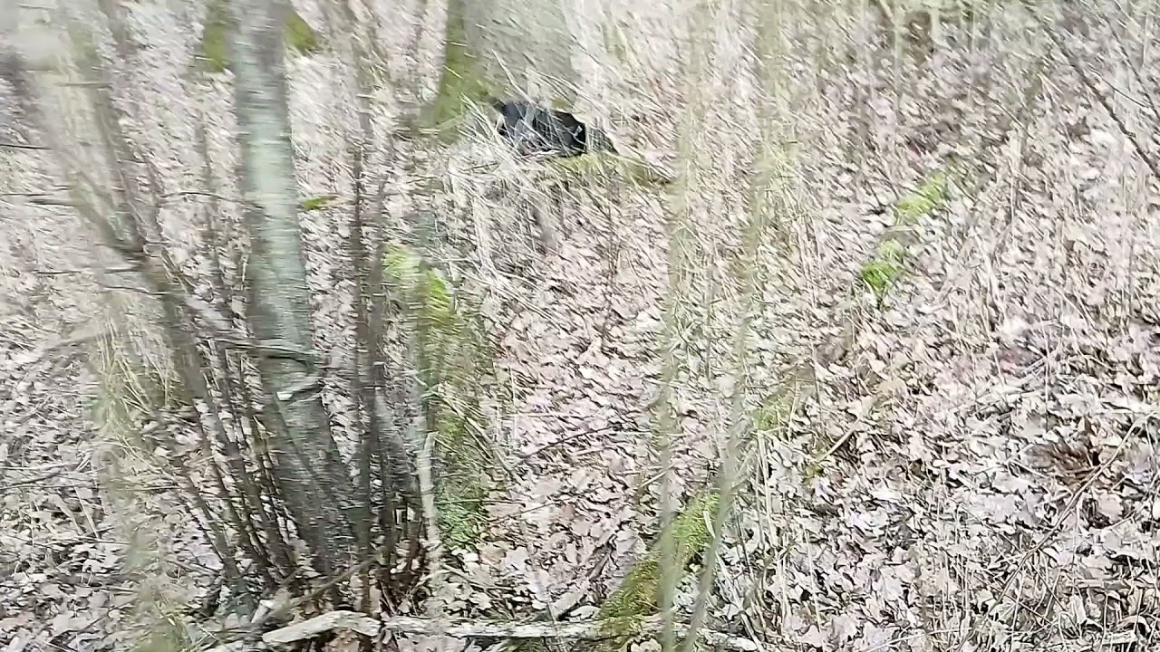 Ścieżka tropowa 24 /h. dla Niemieckiego teriera myśliwskiego ( Deutscher Jagdterrier).