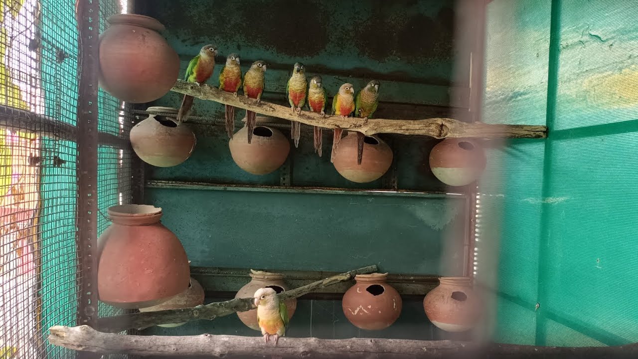 Humne hamare Kannur ko colony mein chhod Diya 2/2/26#greenchickkannur #pineapplekannur#parrot  