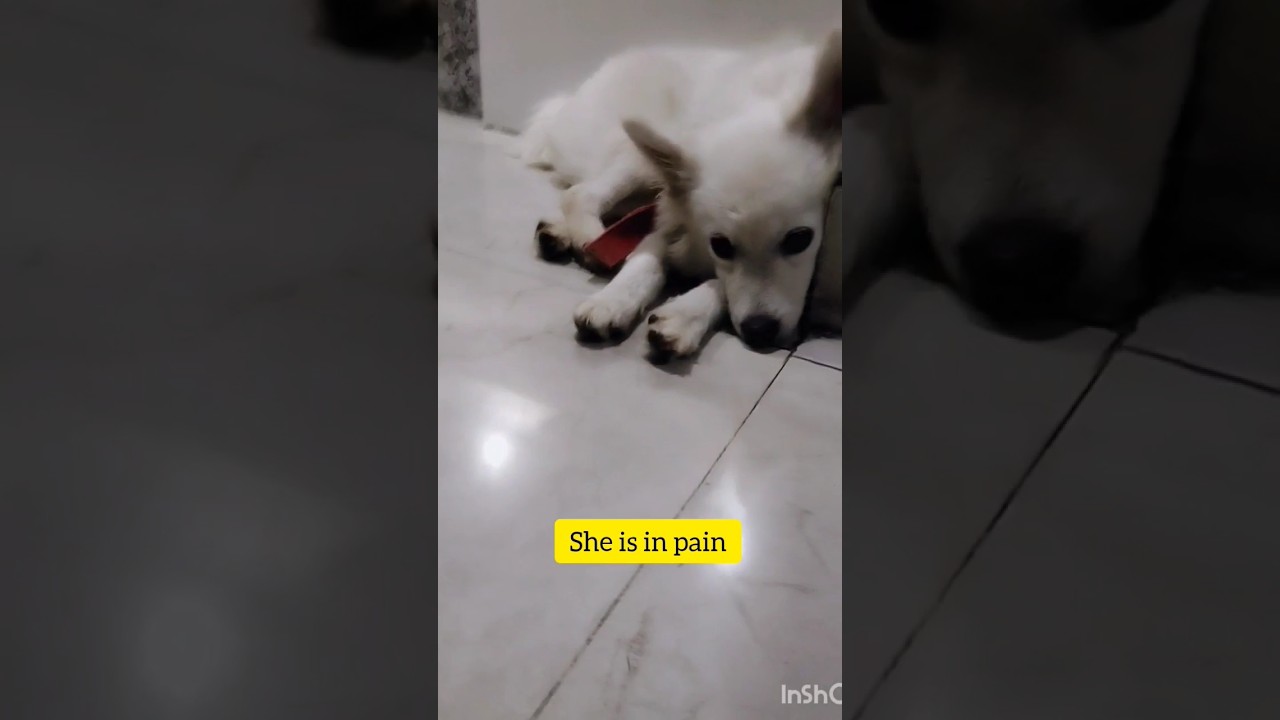 My dog Heat cycle.. she is in pain🥺🧿🐶🐾
