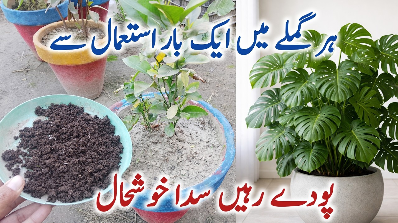 Best organic fertilizer for all garden plants || Podhon Ko Jaldi kaise badhaye