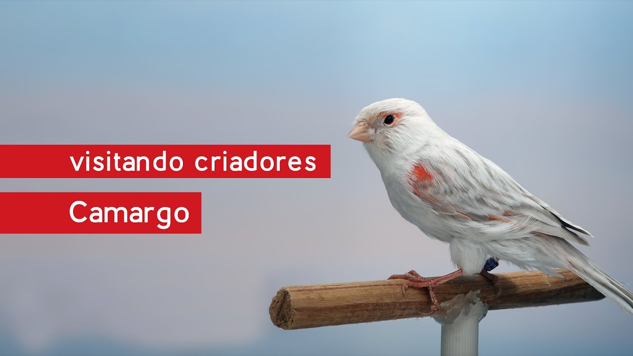 Canários de Cor - Ágatas, e Porte - Arlequim Português: Visitando Criadores com Camargo