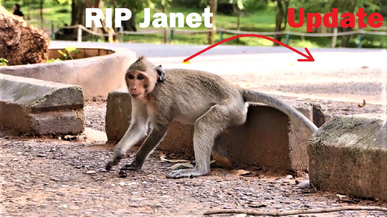 Breaking News ! Monkey Janet was Death by accident on the Road,