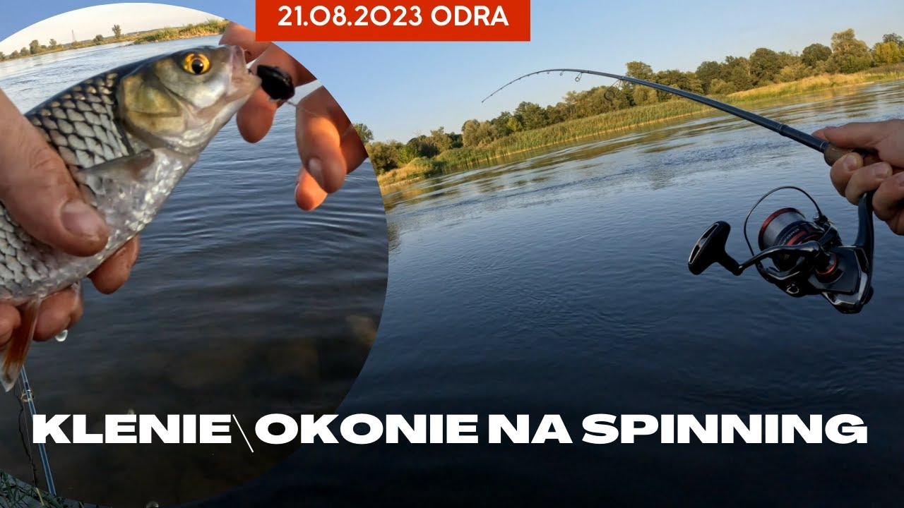 Klenie , okonie na spinning -  ODRA sierpień 2023