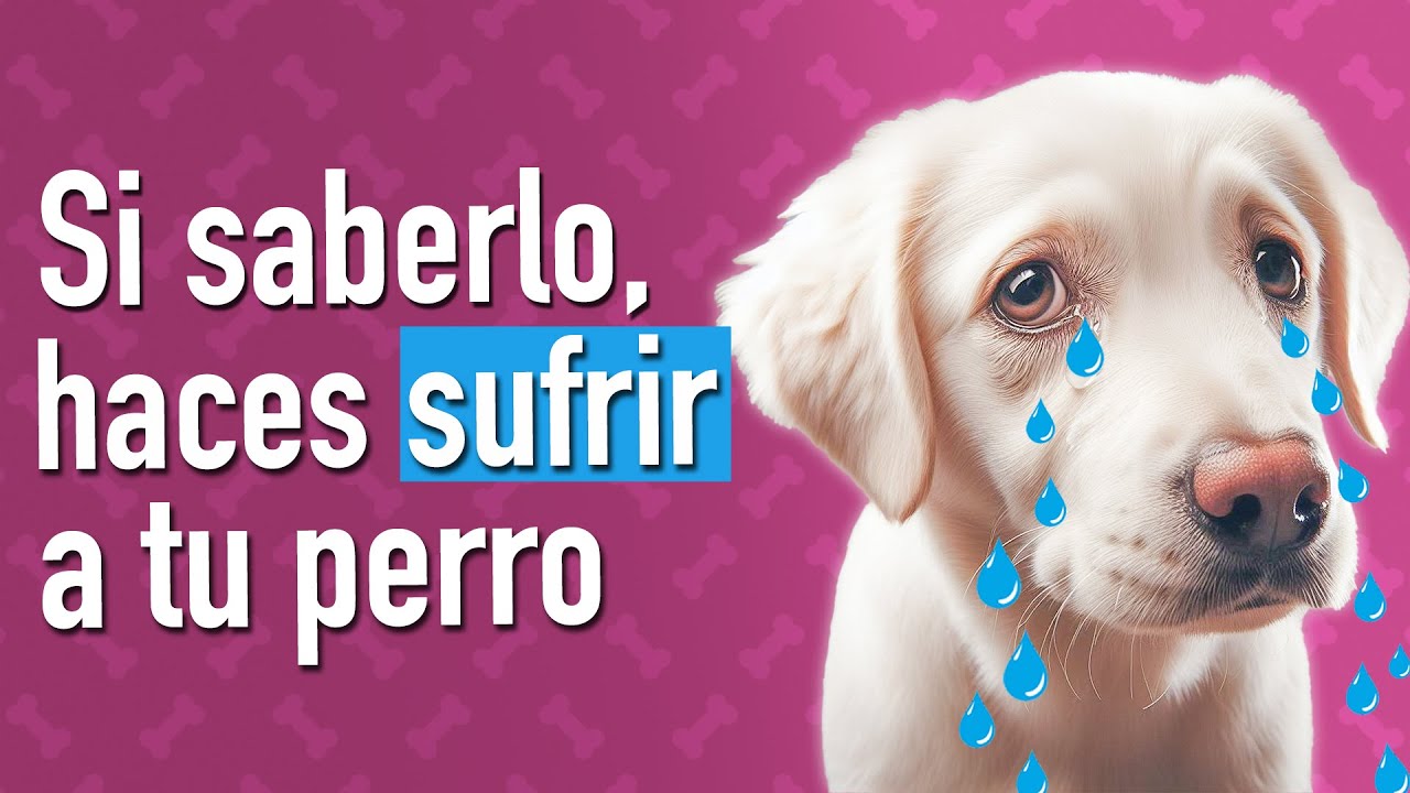12 Errores tu perro te Suplica que dejes de Cometer Ya
