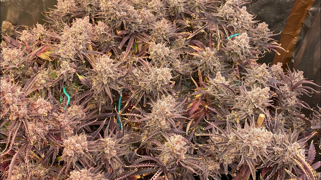 Harvest! Mimosa EVO & Strawberry Lemonade Barney&rsquo;s Farm D67F
