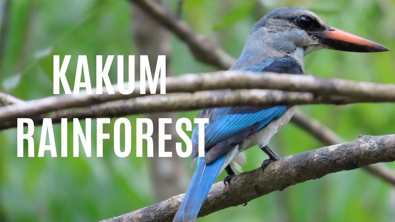 West African Wildlife: Ghana's Kakum National Park- A Magical Rainforest