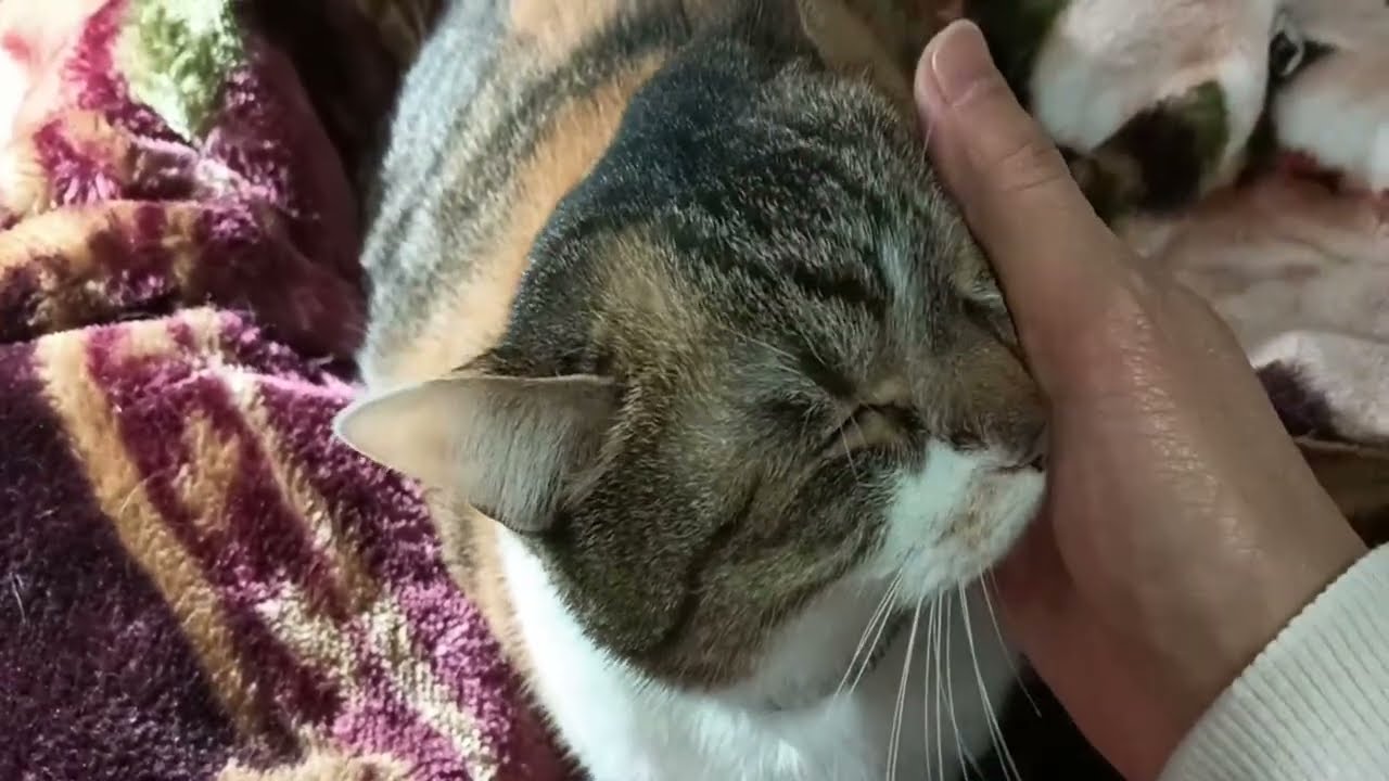 【21時ころ】お休み前の5分配信😺😊おばーと猫のにゃんみ がライブ配信中！