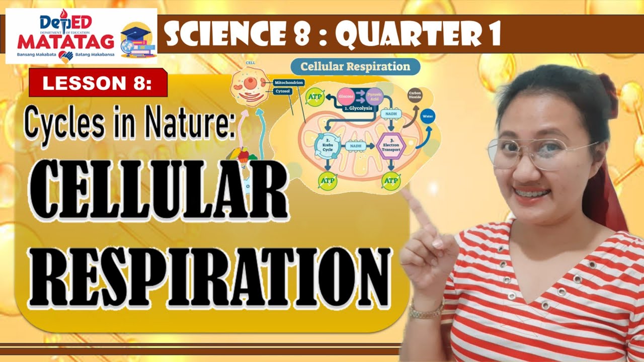 Cellular Respiration | Q1. Science 8. DepEd MATATAG