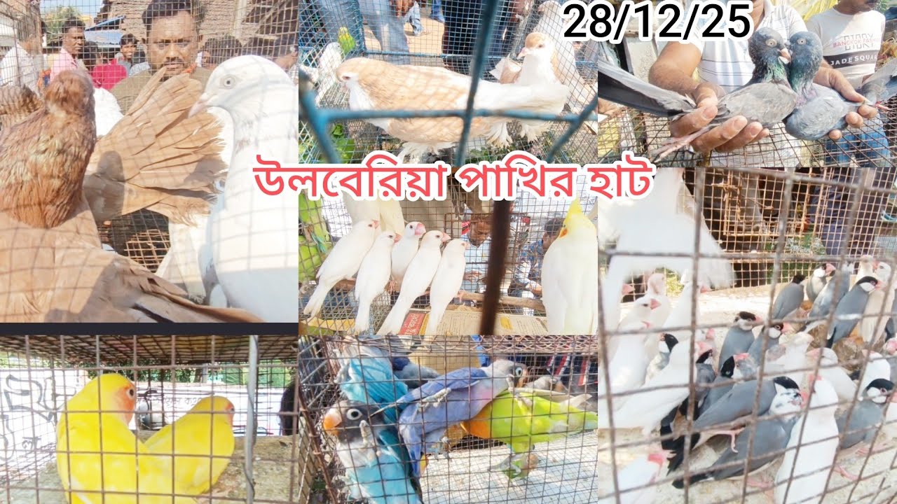 উলুবেড়িয়া পিজন মার্কেট পাখির হাট💯 টপ কোয়ালিটি নাপতা 💯ফুল শিরা মাদ্রাসি গিরিবাজ 💯দেখতে মিস করবে না