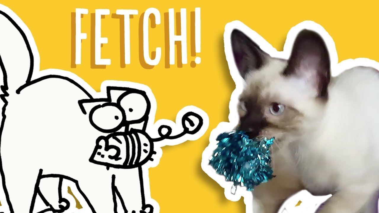 Cats That Play Fetch - Simon's Cat Snaps | FAN VIDEOS