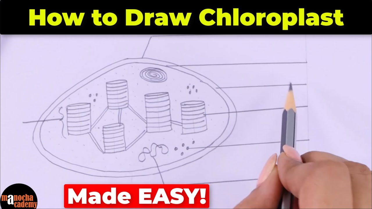 How to Draw Chloroplast Diagram Easily