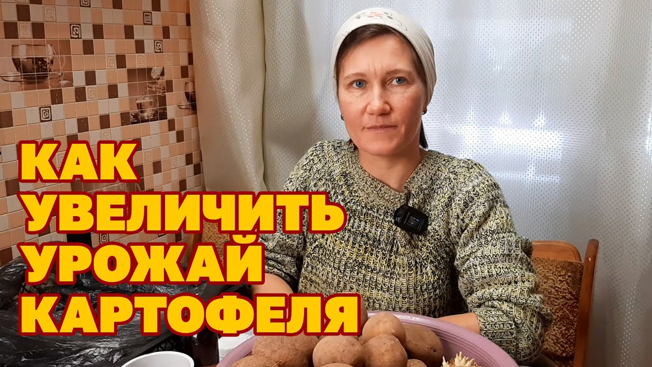 СДЕЛАЙ ТАК! МЕЛКОЙ КАРТОШКИ НЕ БУДЕТ ПОДГОТОВКА СЕМЕННОГО КАРТОФЕЛЯ КОЛЬЦЕВАНИЕ@obovsemsmarusya