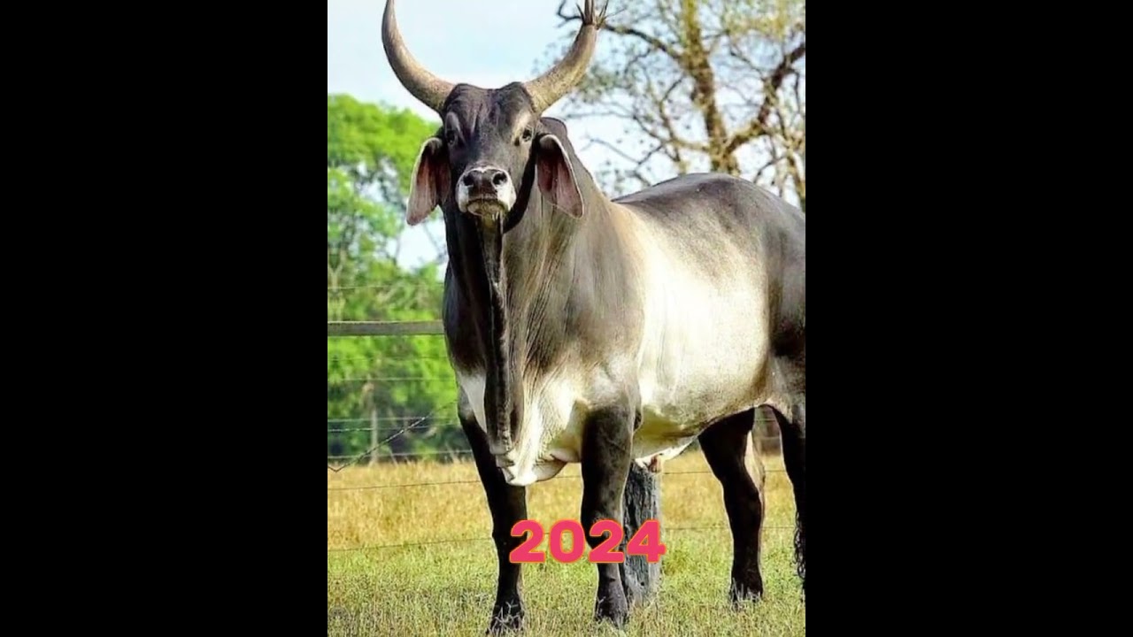 2023 Zebu and 5000 BCE Zebu  || Mythical MC || #edit #5000bce #foryou #fishing #animals #fish #bass