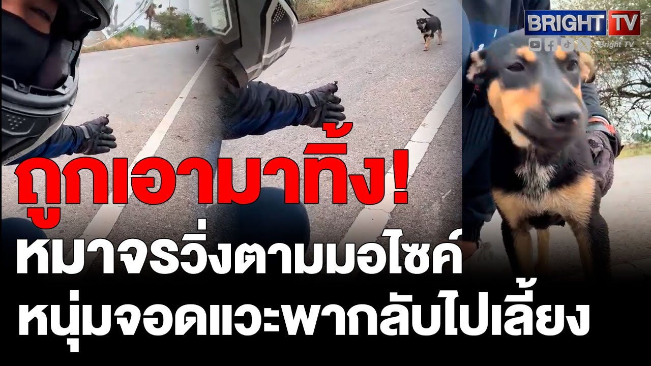 หมาจรวิ่งตาม สงสัยจะได้เอากลับบ้าน เจอหนุ่มใจดี จอดแวะรับกลับบ้าน