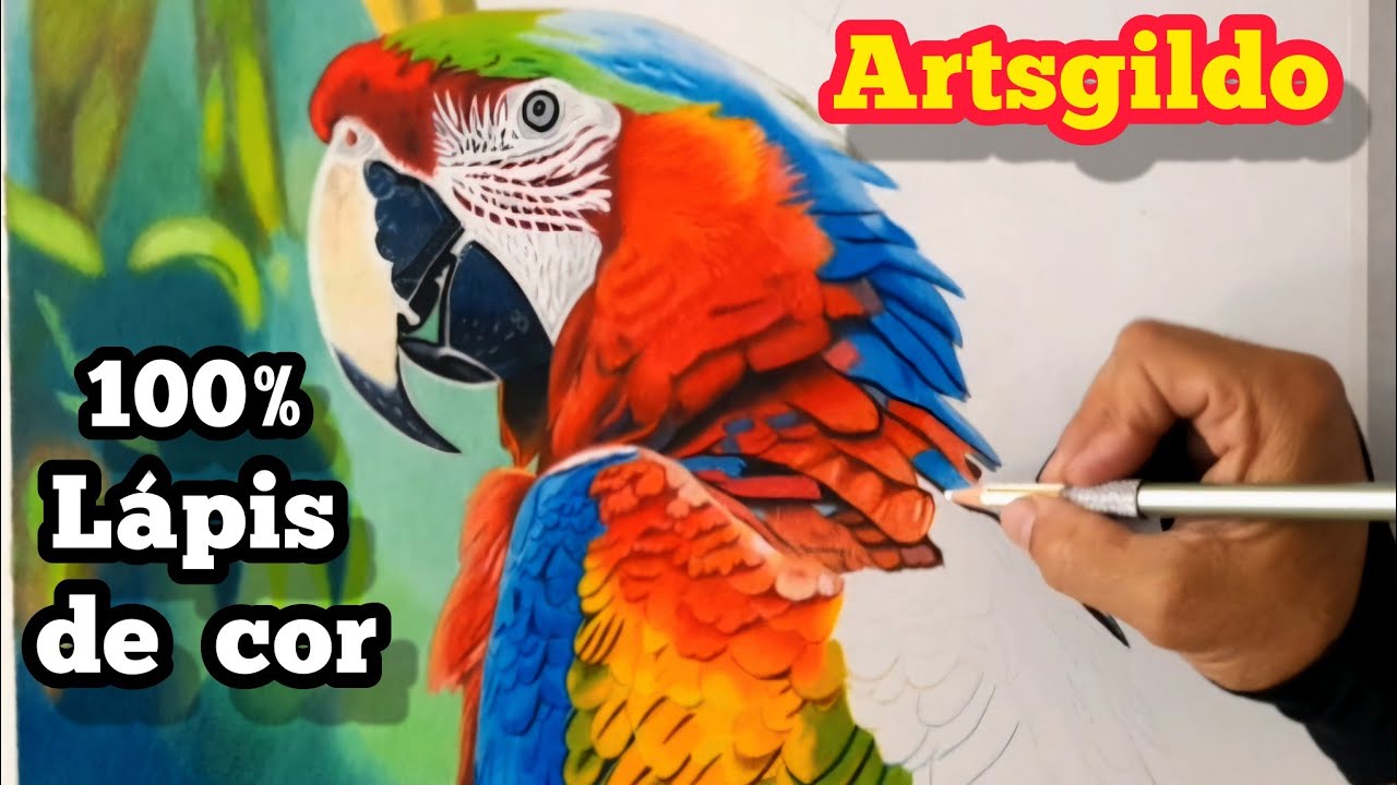 Arara desenho com Lápis de cor