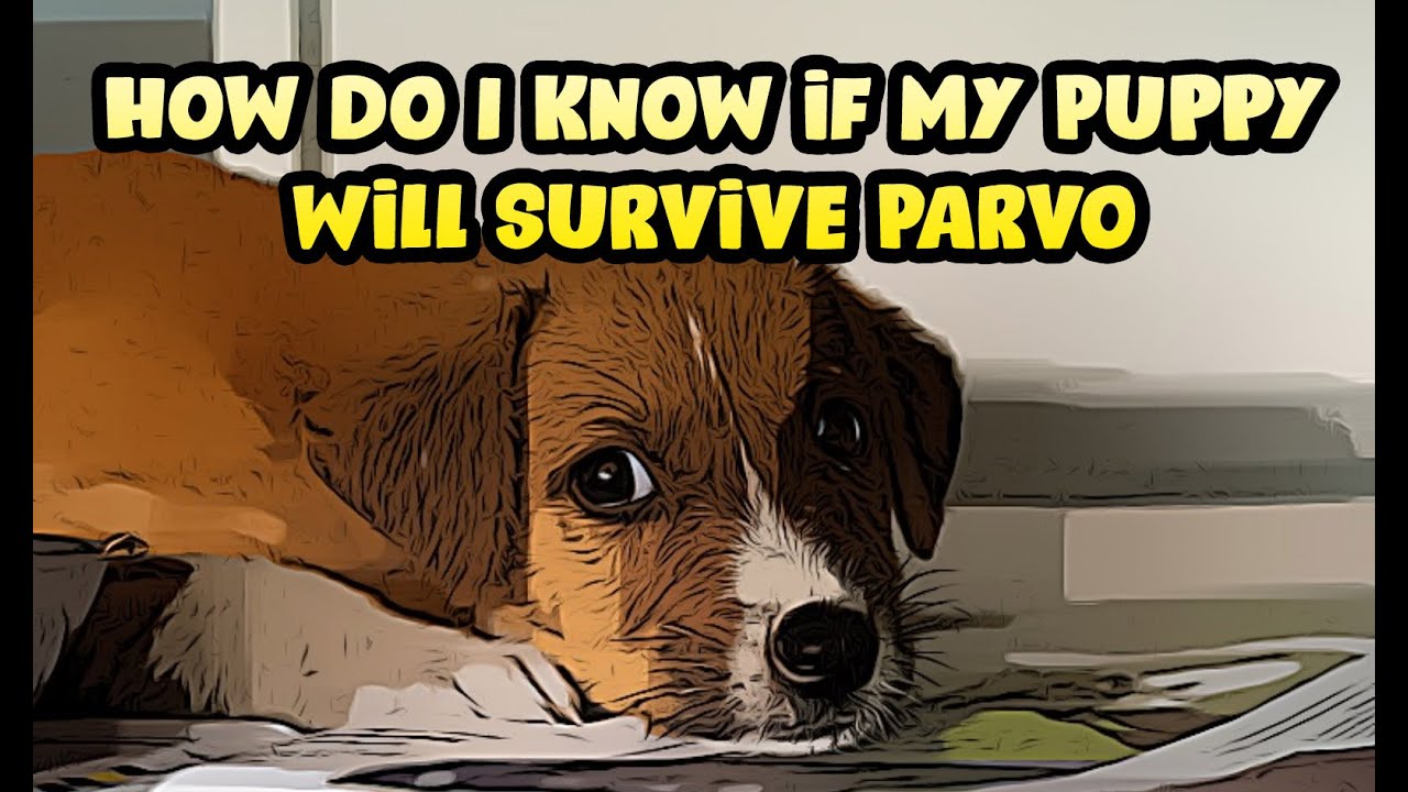 Good Recovery Signs That Parvo if Going Away - How Long Does it Take