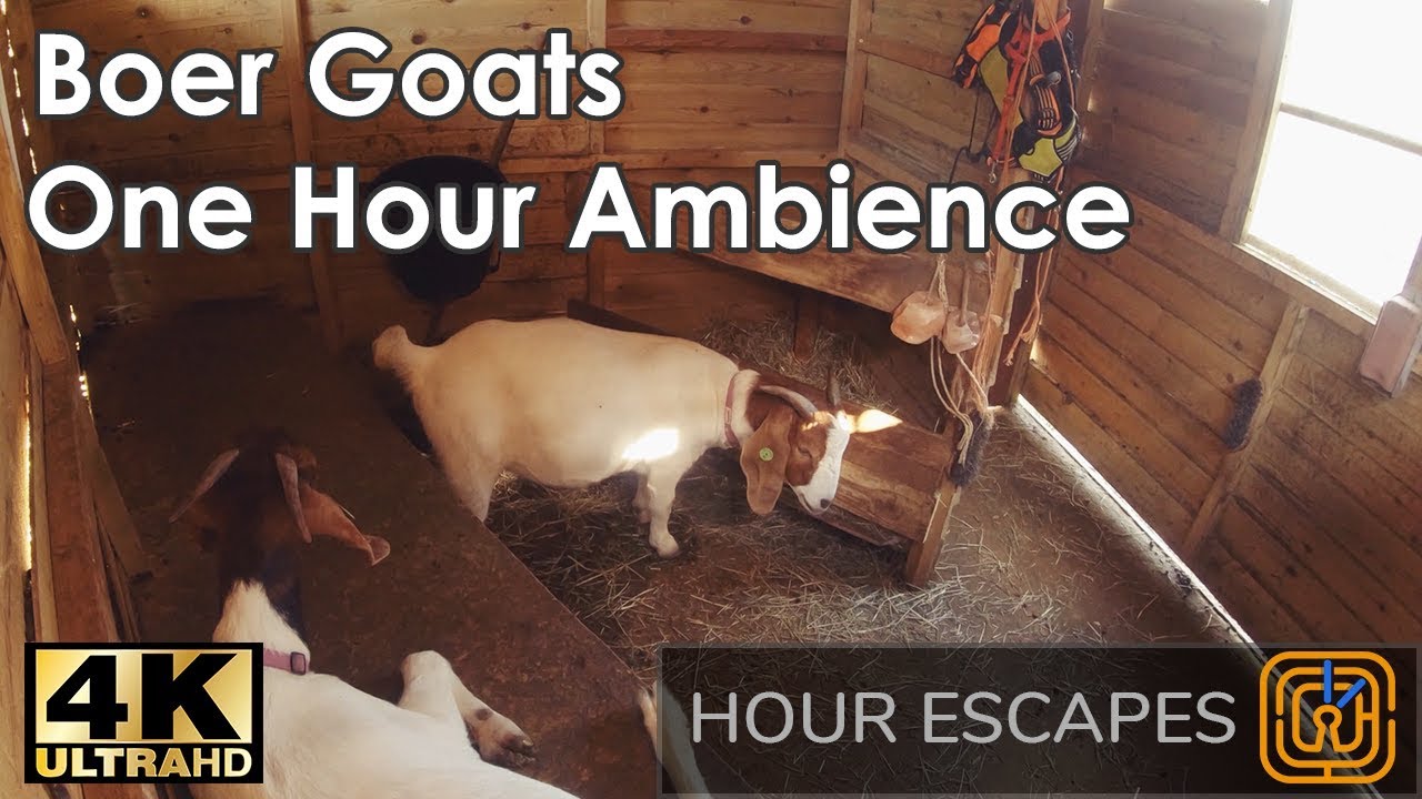 4K Two Goats in their Shed