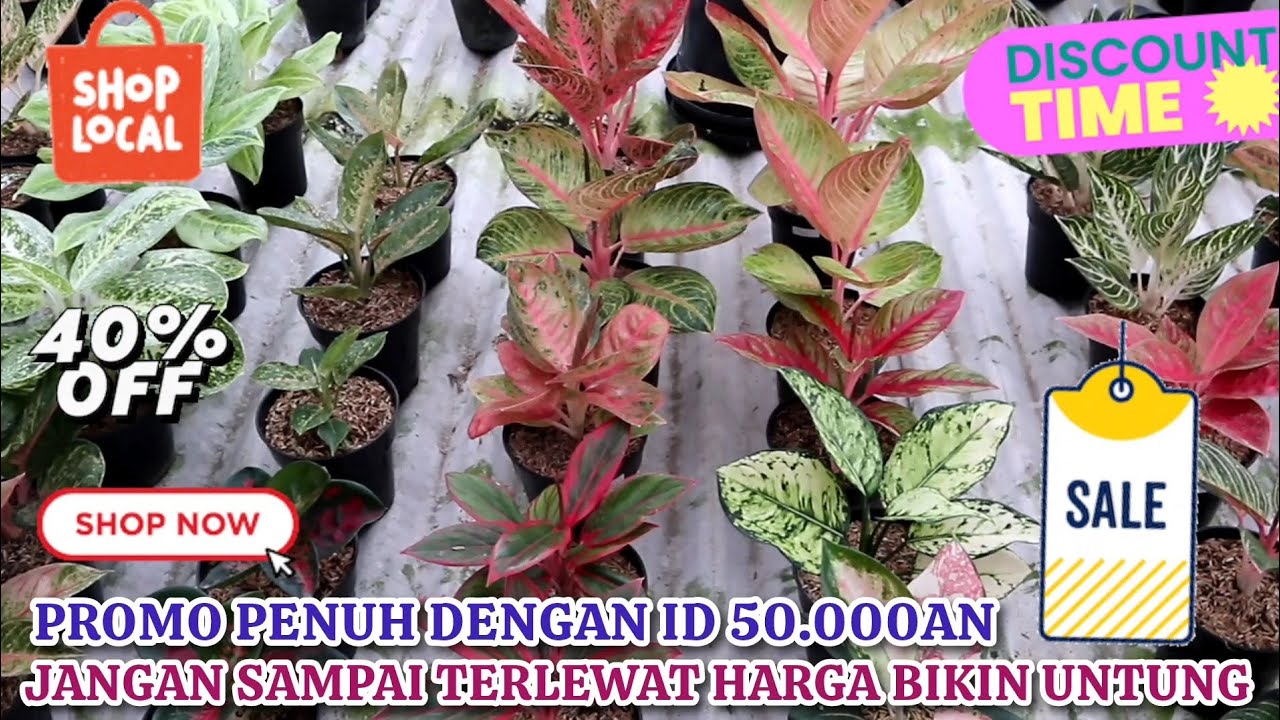 BORONG AGLONEMA DENGAN PROMO ID 50.000AN. HARGA BIKIN UNTUNG YANG SANGAT SAYANG DILEWATKAN. Eps 1607