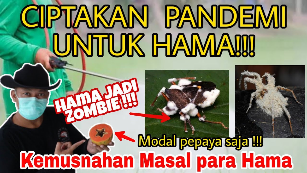 Pemusnah Segala Hama, Bermodalkan Pepaya saja!!
