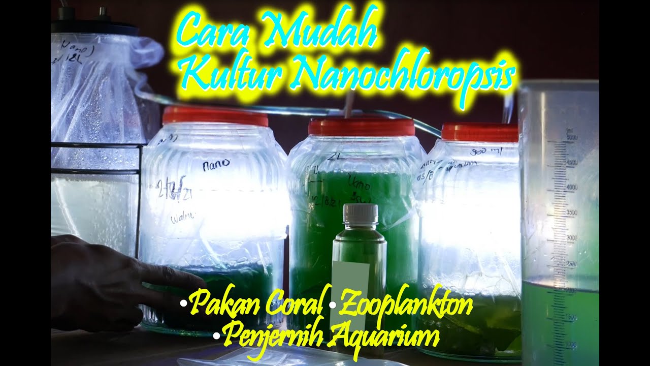 KULTUR NANOCHLOROPSIS. media garam asw vs air cycling