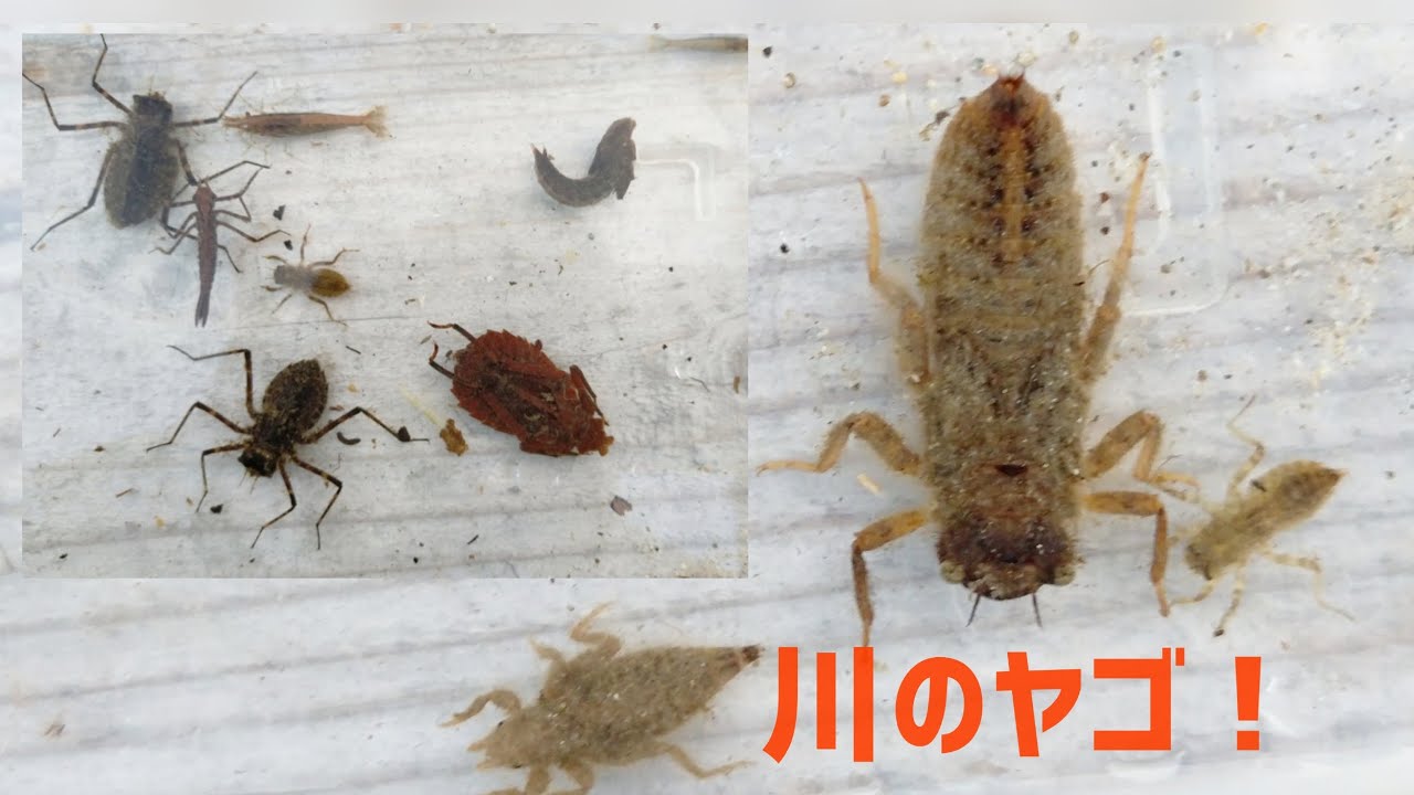 【ガサガサ】オニヤンマの幼虫を川で探すといろんなヤゴが見つかった！ Eight Species of Larvae of Dragonfly in the stream!!