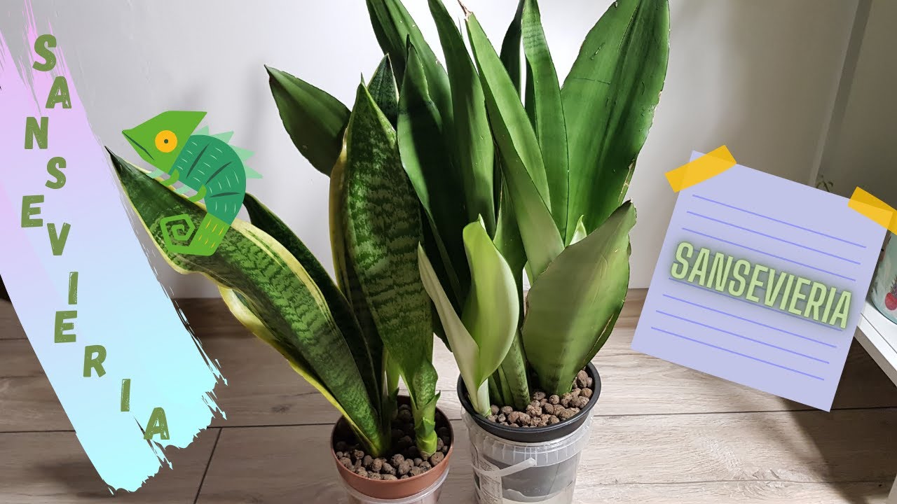 Sansevieria